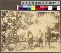 藏品(楚克島 Chuuk (Truk) 的原住民及其家屋)的圖片